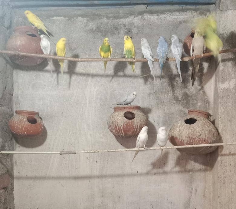 parrots 1