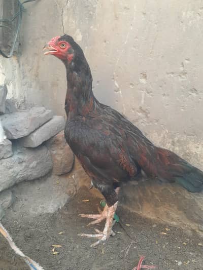 Pure Aseel Female
