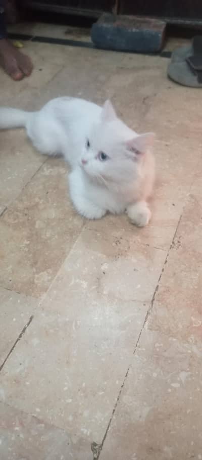 my beautiful cat