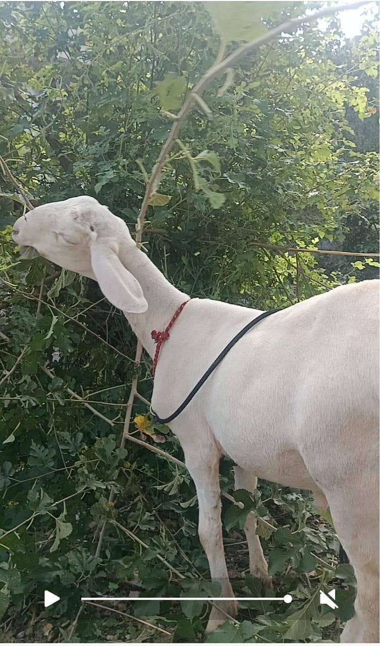dumba ( 2 male ) 2