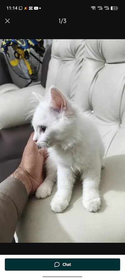 female cat bohat achi active