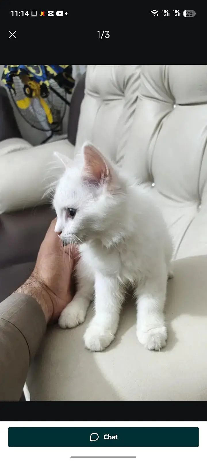 female cat bohat achi active