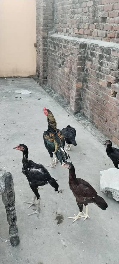 Aseel Murga for sale