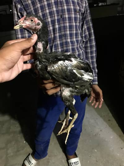 Pure Mushka aseel chick  FOR SALE " HOME BREED "