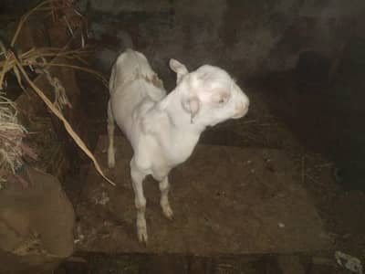 tedda Bakra forsell 7 mahine ka ha white eyes contact no 03299274322