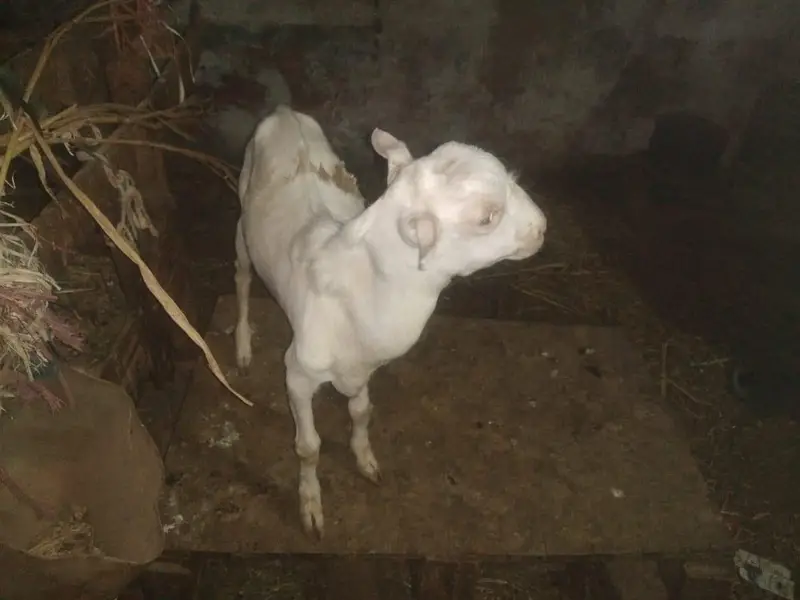tedda Bakra forsell 7 mahine ka ha white eyes contact no 03299274322