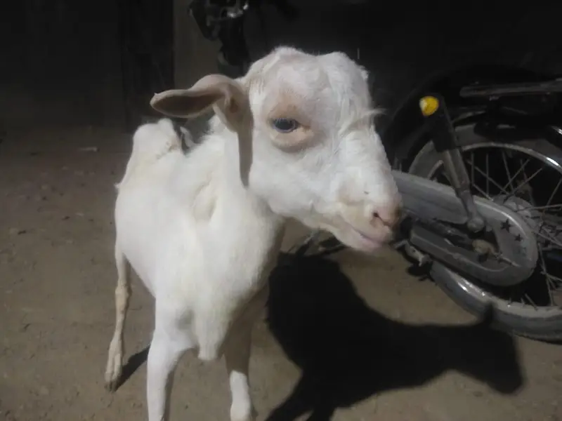 tedda Bakra forsell 7 mahine ka ha white eyes contact no 03299274322 — photo 2