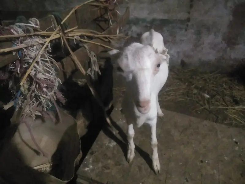 tedda Bakra forsell 7 mahine ka ha white eyes contact no 03299274322 — photo 3