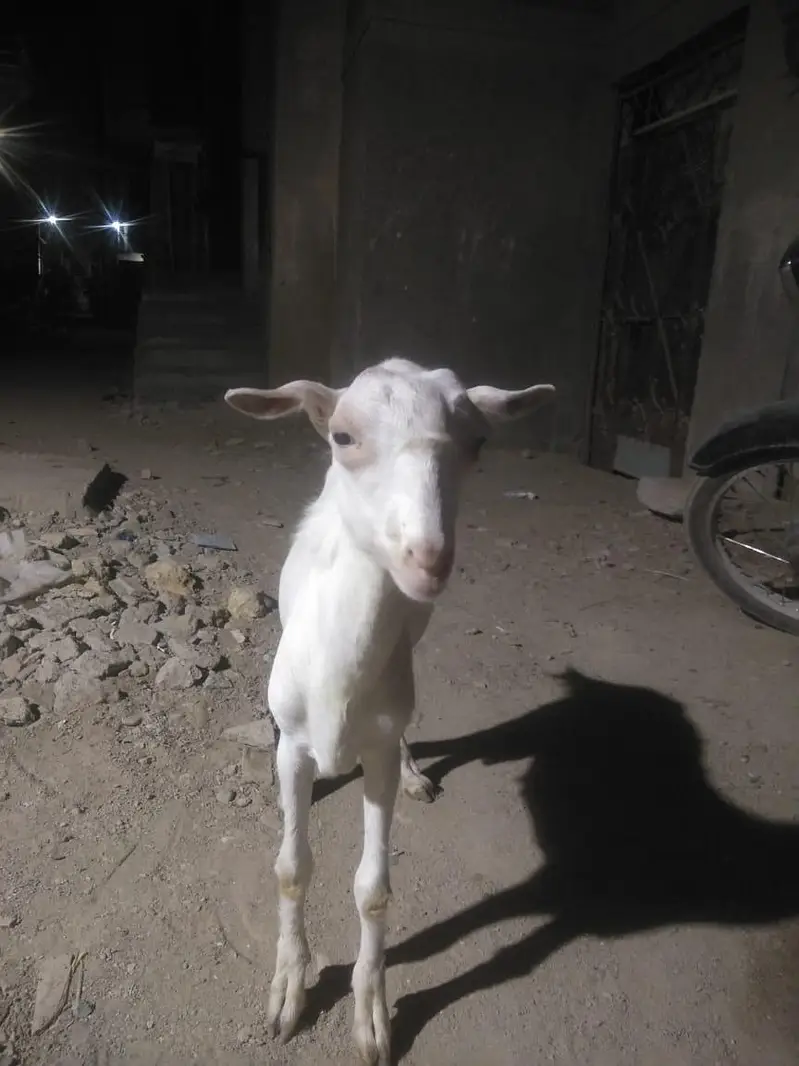 tedda Bakra forsell 7 mahine ka ha white eyes contact no 03299274322 — photo 4