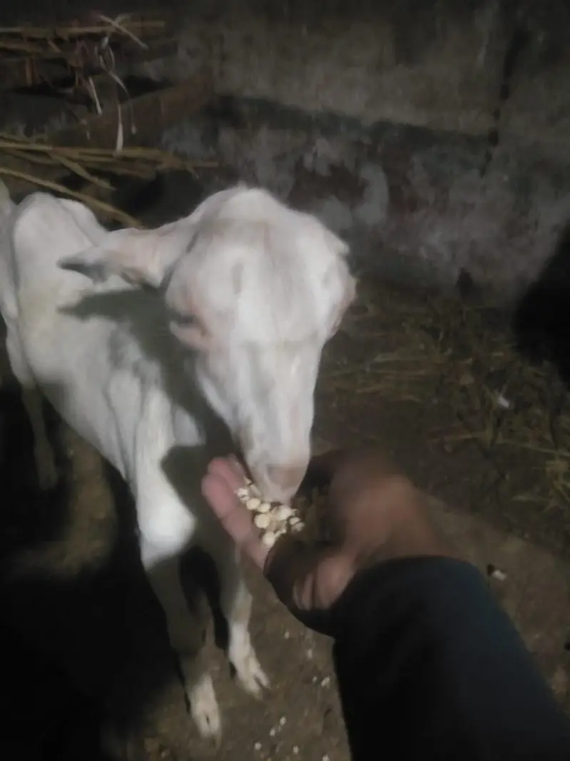tedda Bakra forsell 7 mahine ka ha white eyes contact no 03299274322 — photo 5