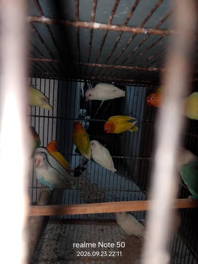 lovebird, cocktail and budgies