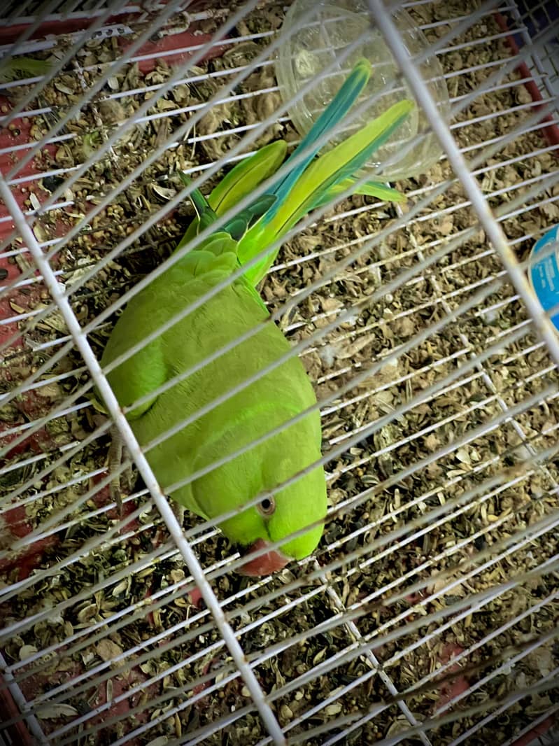 Indian ringneck 0