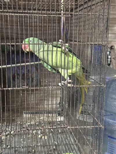 raw parrot