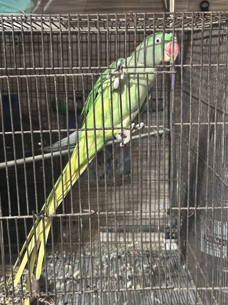 raw parrot 1