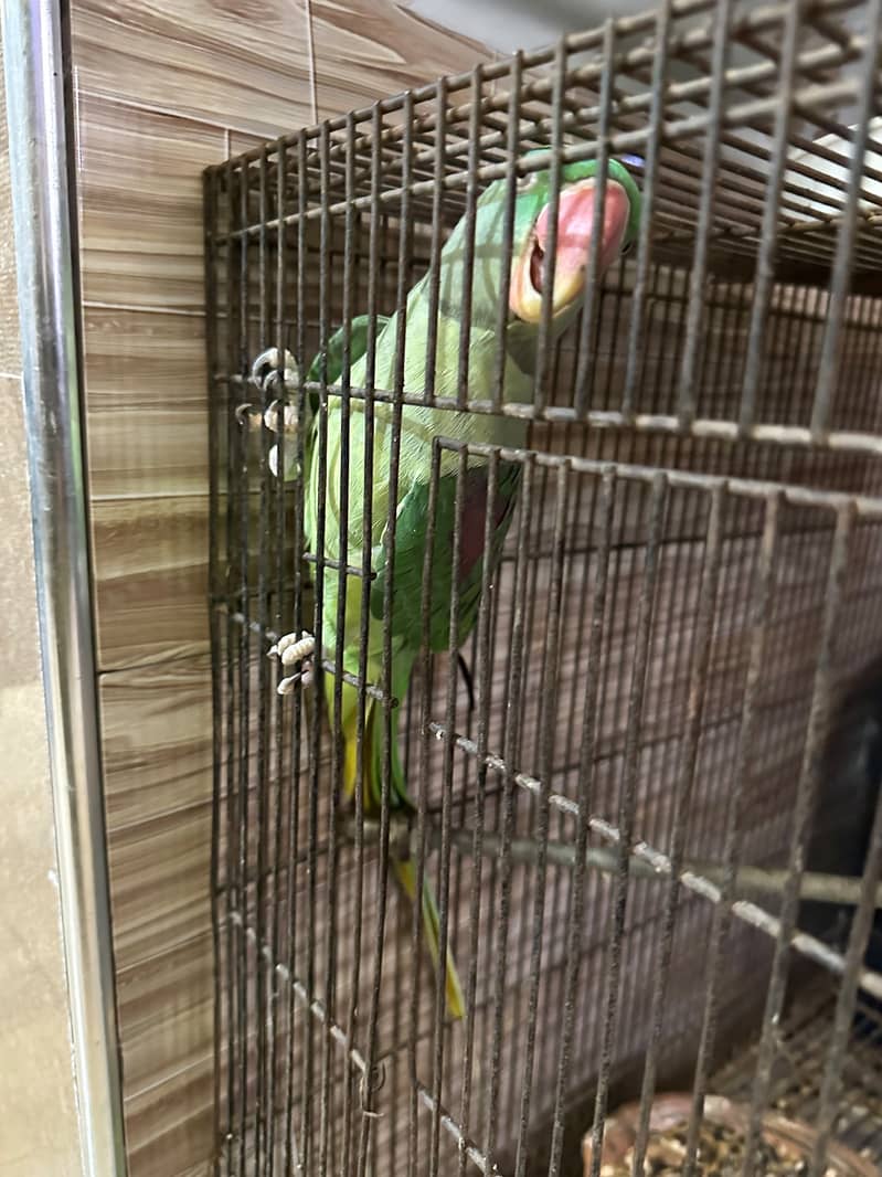 raw parrot 3