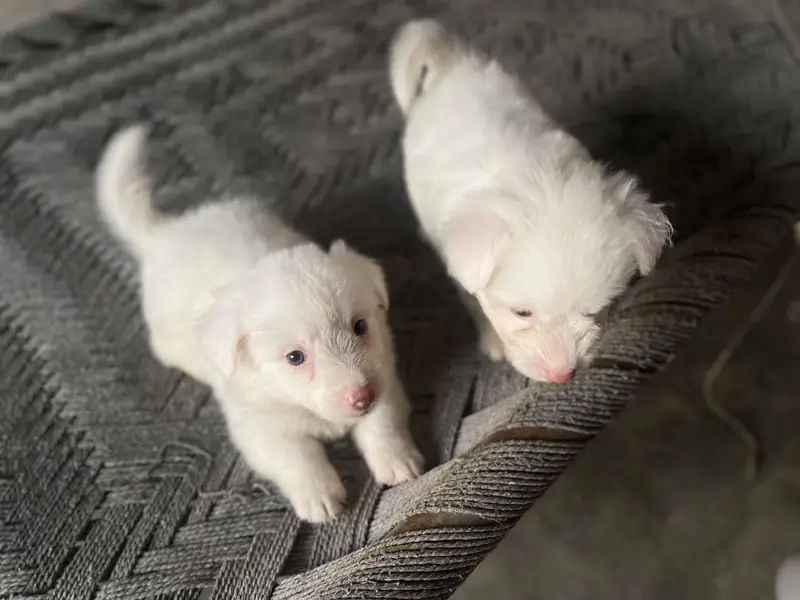 Poodle puppies for sale