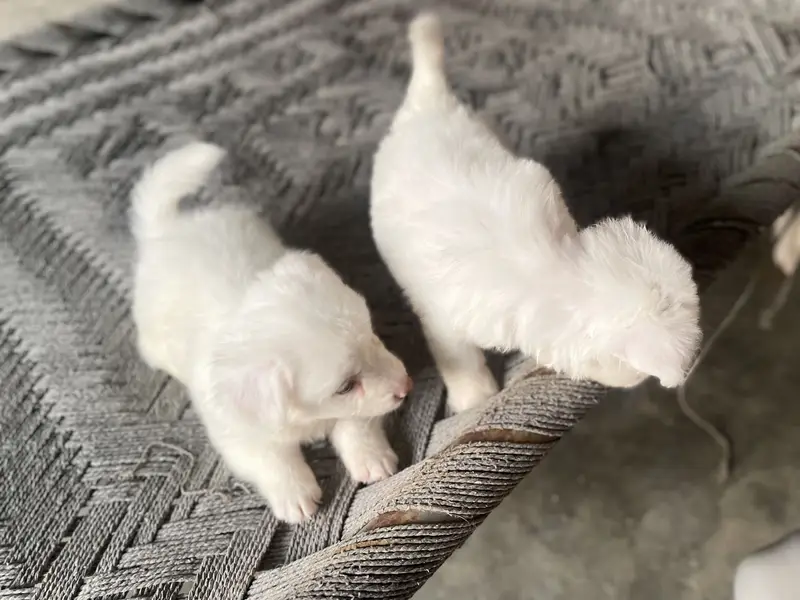 Poodle puppies for sale — photo 2