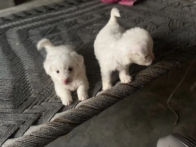 Poodle puppies for sale — photo 3