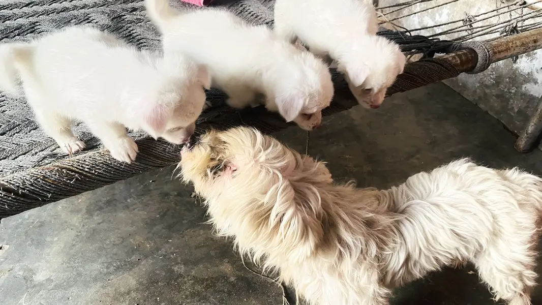 Poodle puppies for sale — photo 4