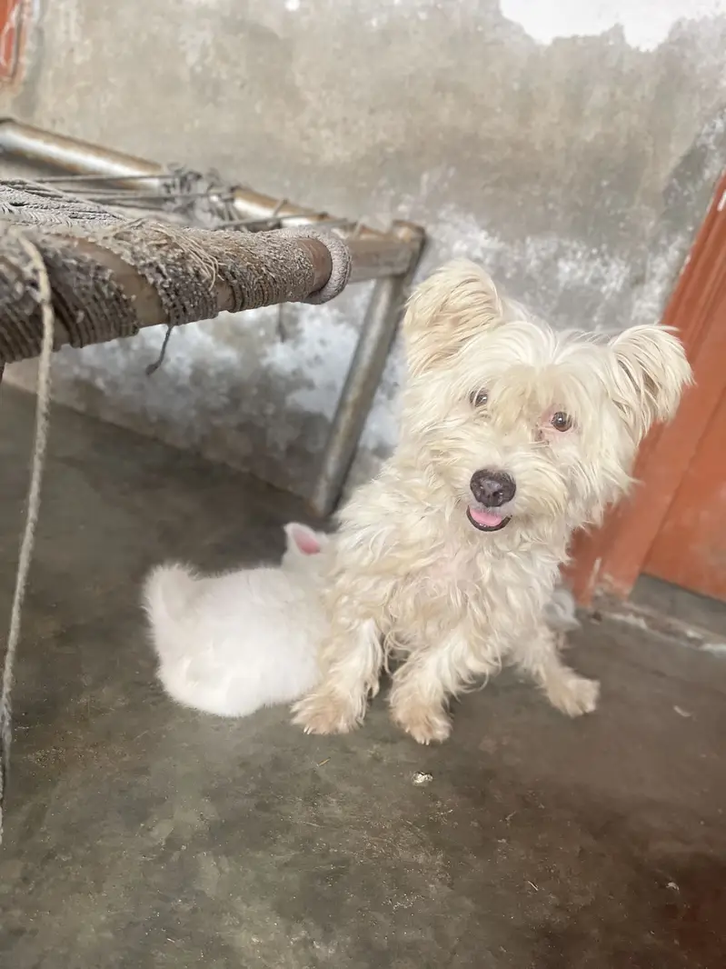 Poodle puppies for sale — photo 5