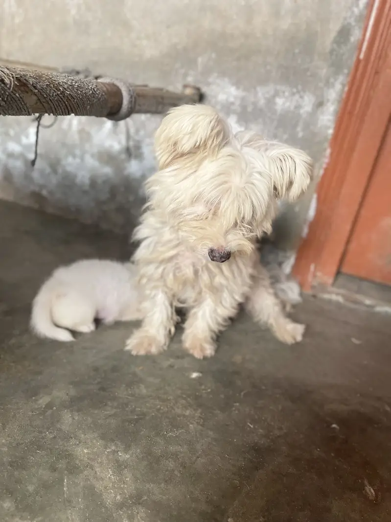 Poodle puppies for sale — photo 6