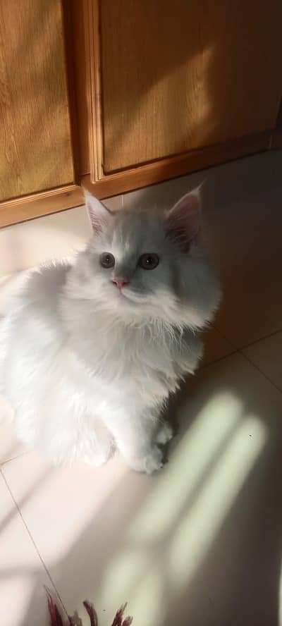 persian feline male cat