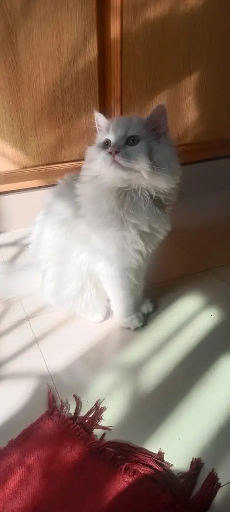 persian feline male cat — photo 2