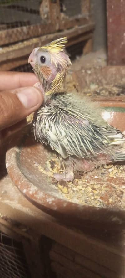 cocktail chick v paid hand feed per