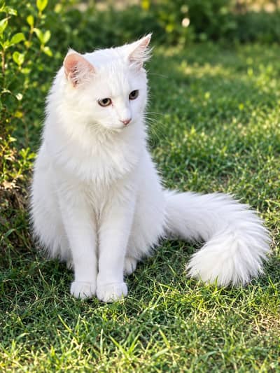 Cat for sale