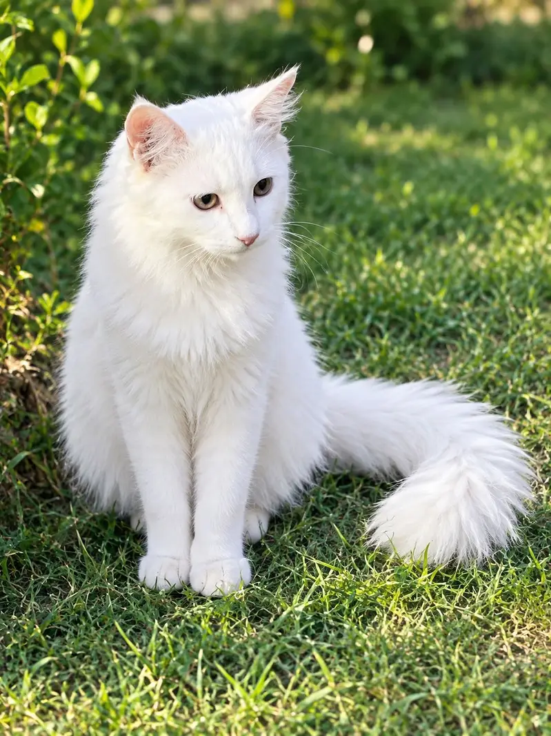 Cat for sale