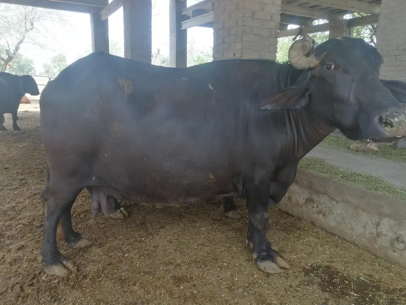 2 wara nili ravi Bafflow — photo 2