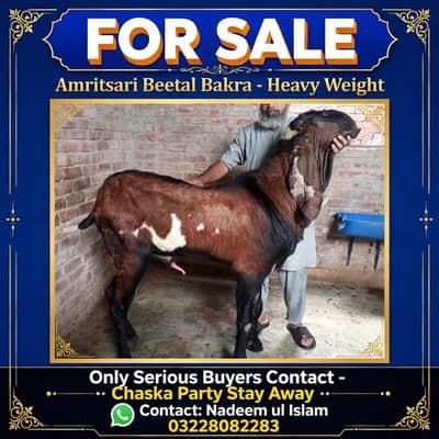 Beetal Breeder Extream Quality