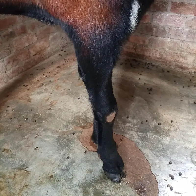 Beetal Breeder Extream Quality — photo 4