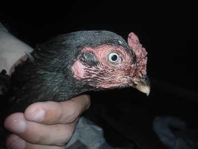 Pure mushke female.