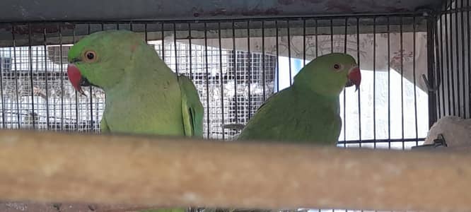 Ringneck phatay pair 03168260955