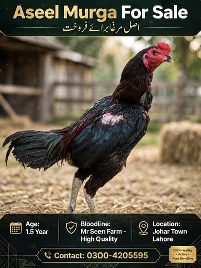 Thai Imported Aseel Rooster - High Quality