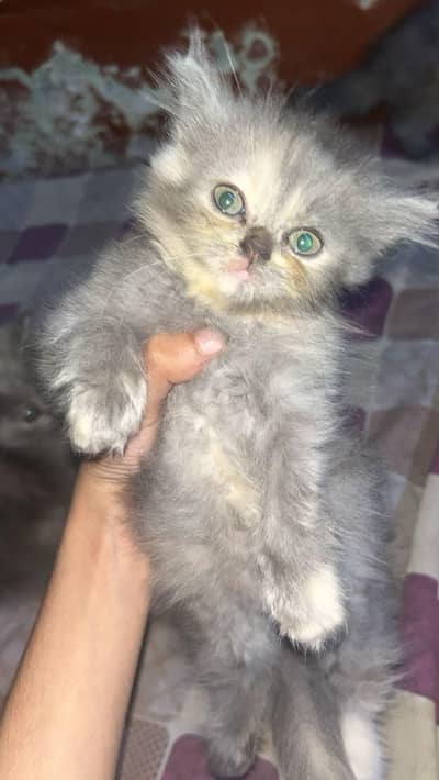 Premium Heavy Triple Coat Grey Persian Kitten (Doll Face)
