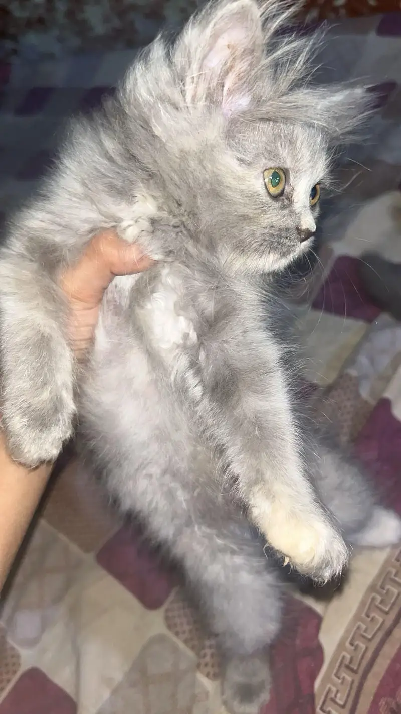 HIGH QUALITY KITTENS FOR SALE TRIPLE COAT — photo 2