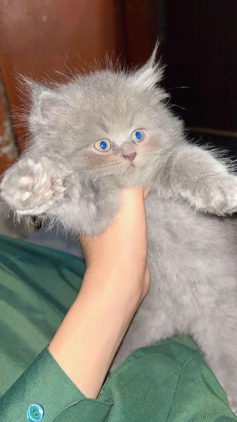 HIGH QUALITY KITTENS FOR SALE TRIPLE COAT — photo 4