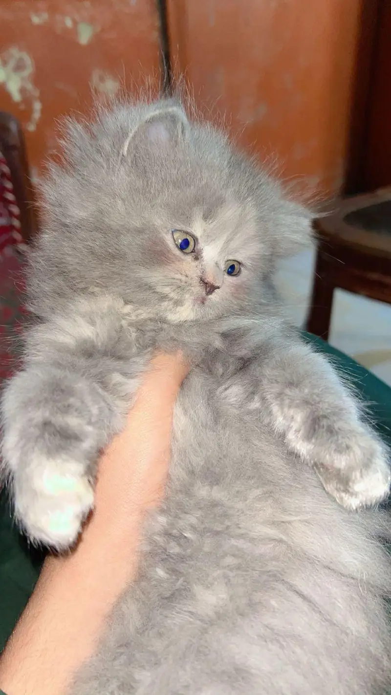 HIGH QUALITY KITTENS FOR SALE TRIPLE COAT — photo 5