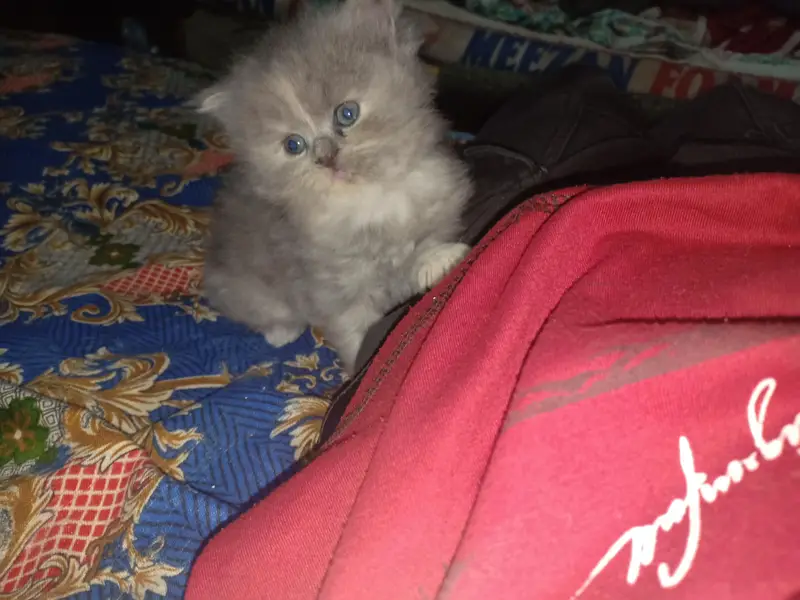 HIGH QUALITY KITTENS FOR SALE TRIPLE COAT — photo 6