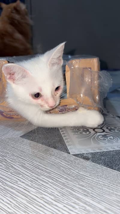 Beautiful White 2-Month-Old Fully Trained Pet – Lisa