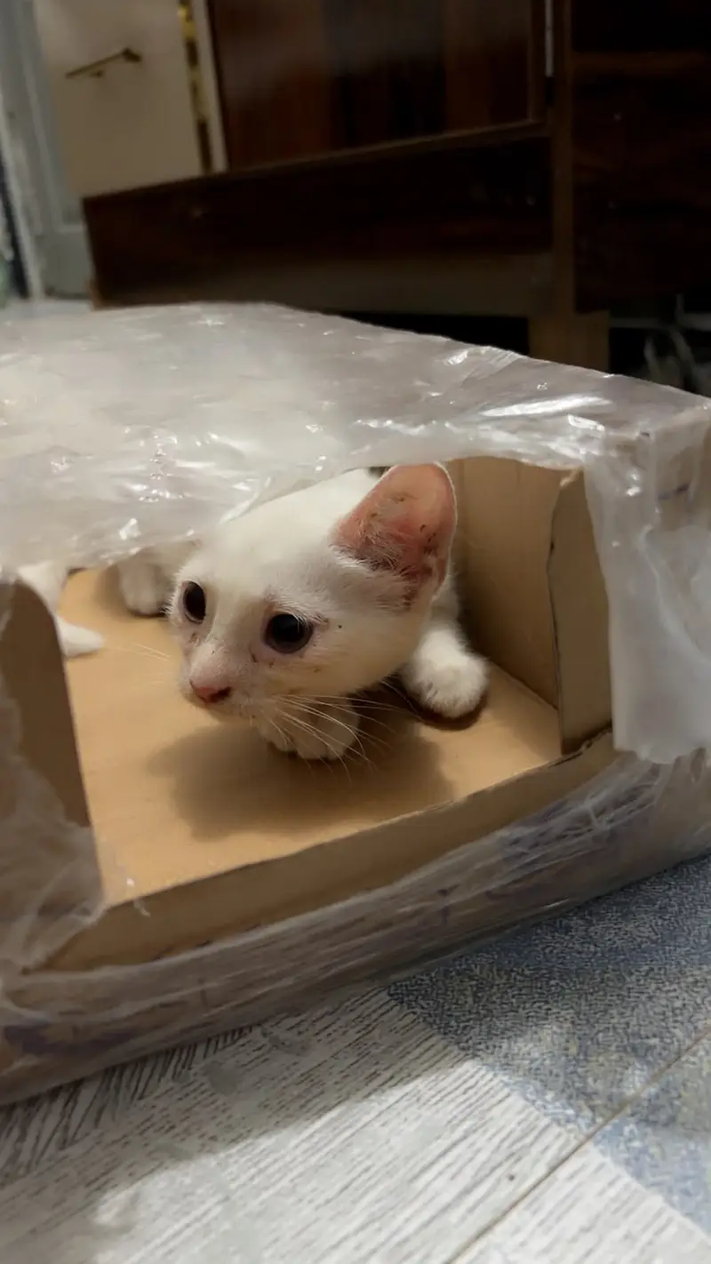 Beautiful White 2-Month-Old Fully Trained Pet – Lisa — photo 2