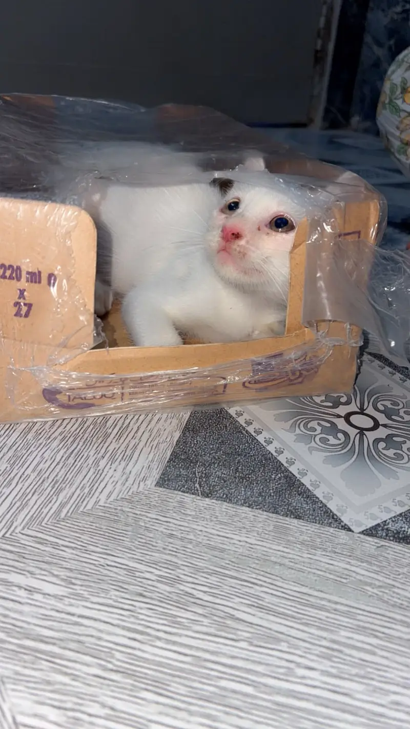 Beautiful White 2-Month-Old Fully Trained Pet – Lisa — photo 3