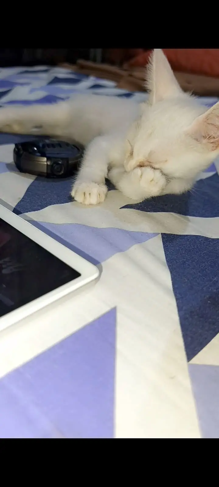 Beautiful White 2-Month-Old Fully Trained Pet – Lisa — photo 4