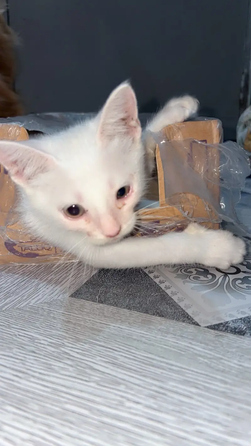 Beautiful White 2-Month-Old Fully Trained Pet – Lisa — photo 5
