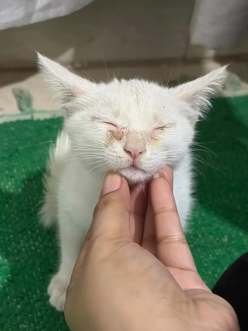 Beautiful White 2-Month-Old Fully Trained Pet – Lisa — photo 6