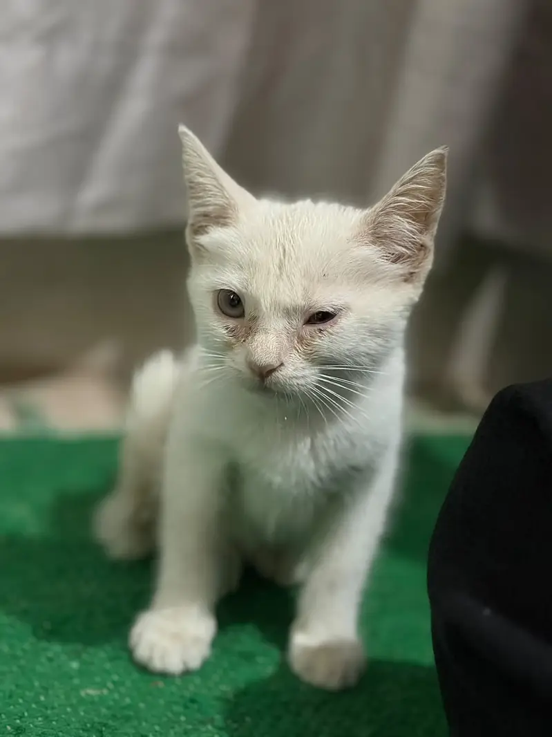Beautiful White 2-Month-Old Fully Trained Pet – Lisa — photo 7