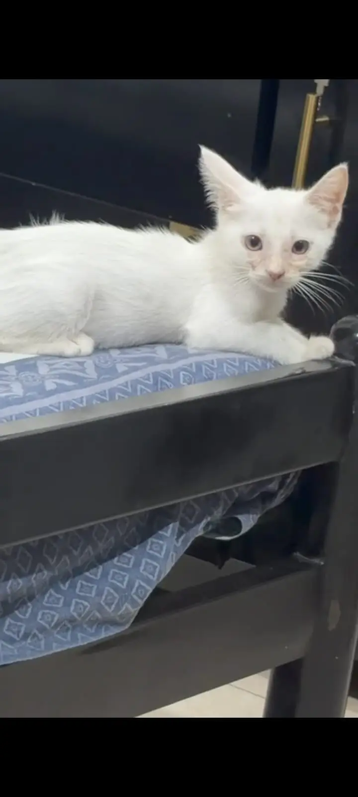 Beautiful White 2-Month-Old Fully Trained Pet – Lisa — photo 8