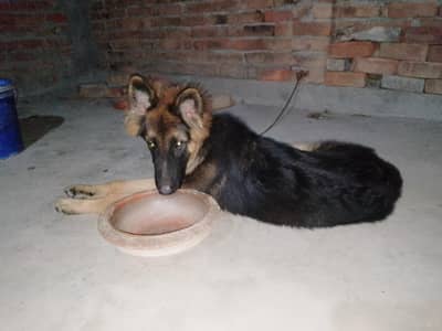 gsd male